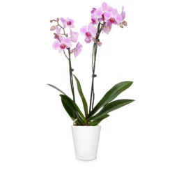Fast Growing Trees Orchid Plant In White Pot 21 Fast Growing Trees Orchid Plant In White Pot