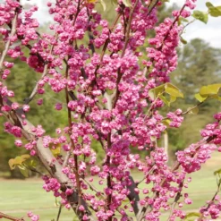 Fast Growing Trees Pink Pom Poms' Redbud Tree Redbud Trees