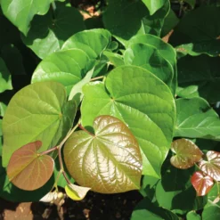 Fast Growing Trees Pink Pom Poms' Redbud Tree Redbud Trees