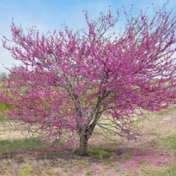 Fast Growing Trees Pink Pom Poms' Redbud Tree Redbud Trees