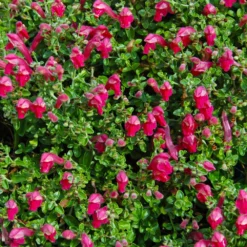 Fast Growing Trees Pink Skullcap Shrub