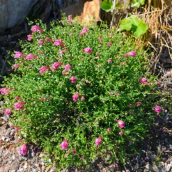 Fast Growing Trees Pink Skullcap Shrub