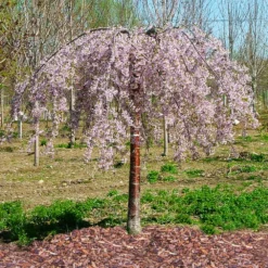 Fast Growing Trees Pink Snow Showers™ Weeping Cherry Tree Cherry Blossom Trees