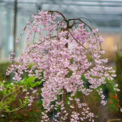 Fast Growing Trees Pink Snow Showers™ Weeping Cherry Tree Cherry Blossom Trees
