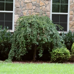 Fast Growing Trees Pink Snow Showers™ Weeping Cherry Tree Cherry Blossom Trees