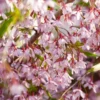 Fast Growing Trees Pink Snow Showers™ Weeping Cherry Tree Cherry Blossom Trees