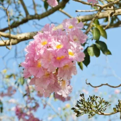 Fast Growing Trees Pink Trumpet Tree