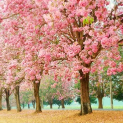 Fast Growing Trees Pink Trumpet Tree