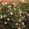 Fast Growing Trees Pink-A-Boo® Camellia Shrub