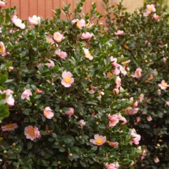Fast Growing Trees Pink-A-Boo® Camellia Shrub
