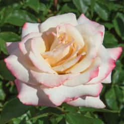 Fast Growing Trees Pinkerbelle™ Rose Roses