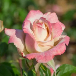 Fast Growing Trees Pinkerbelle™ Rose Roses