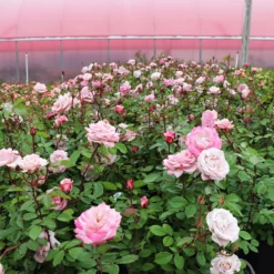 Fast Growing Trees Pinkerbelle™ Rose Roses