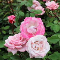 Fast Growing Trees Pinkerbelle™ Rose Roses