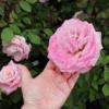 Fast Growing Trees Pinkerbelle™ Rose Roses
