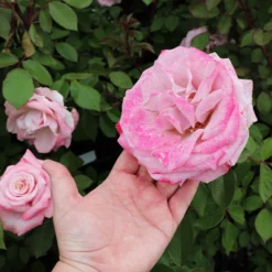 Fast Growing Trees Pinkerbelle™ Rose Roses