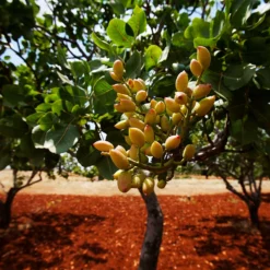 Fast Growing Trees Pistachio Tree Nut Trees