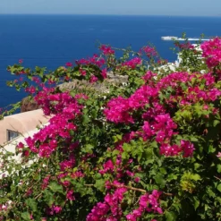 Fast Growing Trees Pink Pixie Bougainvillea