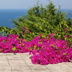 Fast Growing Trees Pink Pixie Bougainvillea