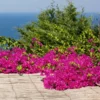 Fast Growing Trees Pink Pixie Bougainvillea