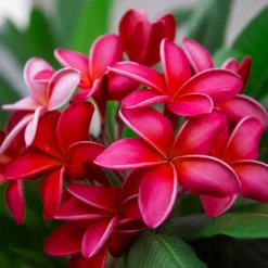 Fast Growing Trees Plumeria See All Flowering Trees