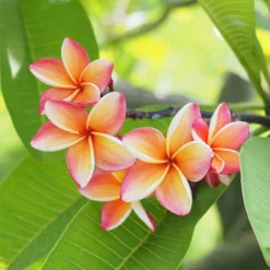 Fast Growing Trees Plumeria See All Flowering Trees