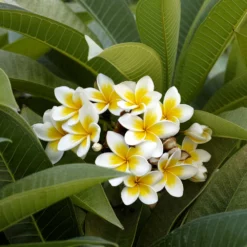 Fast Growing Trees Plumeria See All Flowering Trees