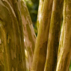 Fast Growing Trees Crape Myrtles Pink Velour Crape Myrtle