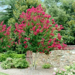 Fast Growing Trees Crape Myrtles Pink Velour Crape Myrtle