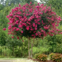 Fast Growing Trees Crape Myrtles Pink Velour Crape Myrtle