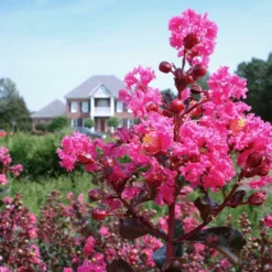 Fast Growing Trees Crape Myrtles Pink Velour Crape Myrtle