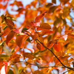 Fast Growing Trees Crape Myrtles Pink Velour Crape Myrtle