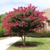 Fast Growing Trees Crape Myrtles Pink Velour Crape Myrtle