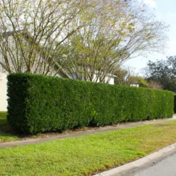 Fast Growing Trees See All Evergreen & Privacy Trees Yew Podocarpus 12 Fast Growing Trees See All Evergreen & Privacy Trees Yew Podocarpus