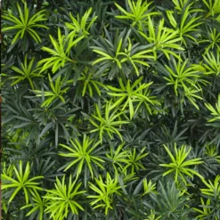 Fast Growing Trees See All Evergreen & Privacy Trees Yew Podocarpus 15 Fast Growing Trees See All Evergreen & Privacy Trees Yew Podocarpus