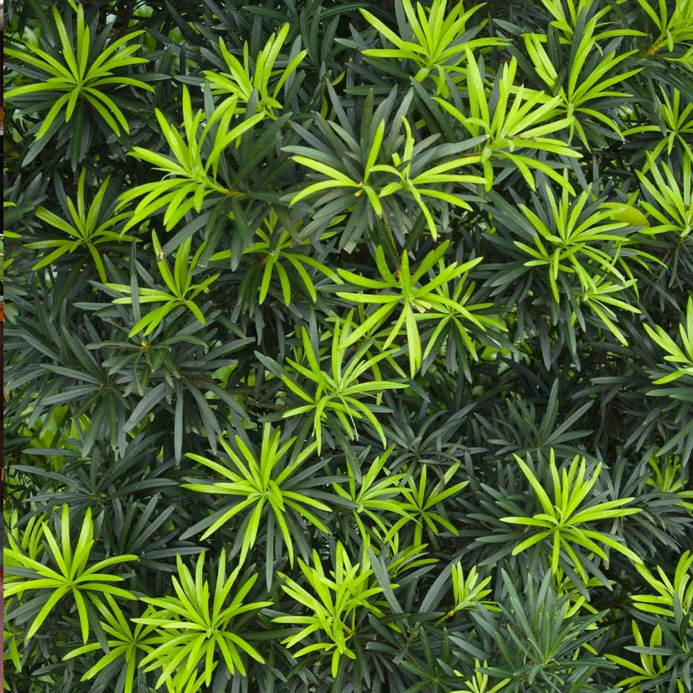 Fast Growing Trees See All Evergreen & Privacy Trees Yew Podocarpus 8 Fast Growing Trees See All Evergreen & Privacy Trees Yew Podocarpus