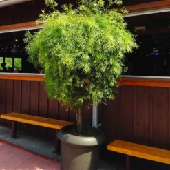 Fast Growing Trees See All Evergreen & Privacy Trees Yew Podocarpus 17 Fast Growing Trees See All Evergreen & Privacy Trees Yew Podocarpus