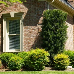 Fast Growing Trees See All Evergreen & Privacy Trees Yew Podocarpus 14 Fast Growing Trees See All Evergreen & Privacy Trees Yew Podocarpus