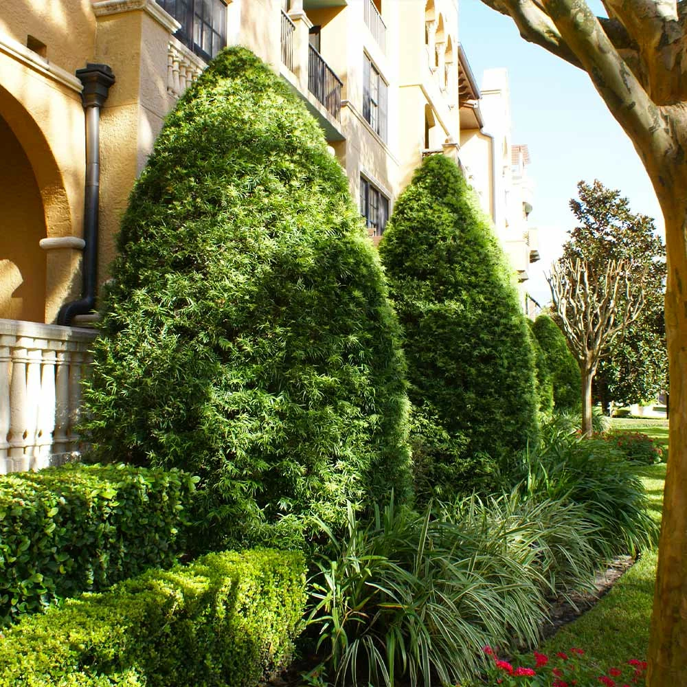 Fast Growing Trees See All Evergreen & Privacy Trees Yew Podocarpus 6 Fast Growing Trees See All Evergreen & Privacy Trees Yew Podocarpus