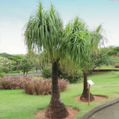 Fast Growing Trees Ponytail Palm