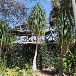 Fast Growing Trees Ponytail Palm