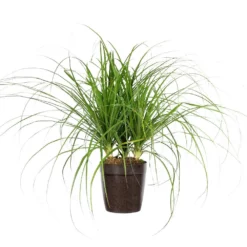 Fast Growing Trees Ponytail Palm