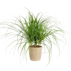 Fast Growing Trees Ponytail Palm