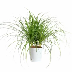 Fast Growing Trees Ponytail Palm