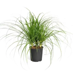 Fast Growing Trees Ponytail Palm