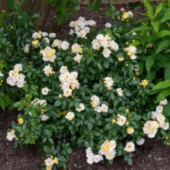 Fast Growing Trees Roses Popcorn Drift® Rose 7 Fast Growing Trees Roses Popcorn Drift® Rose