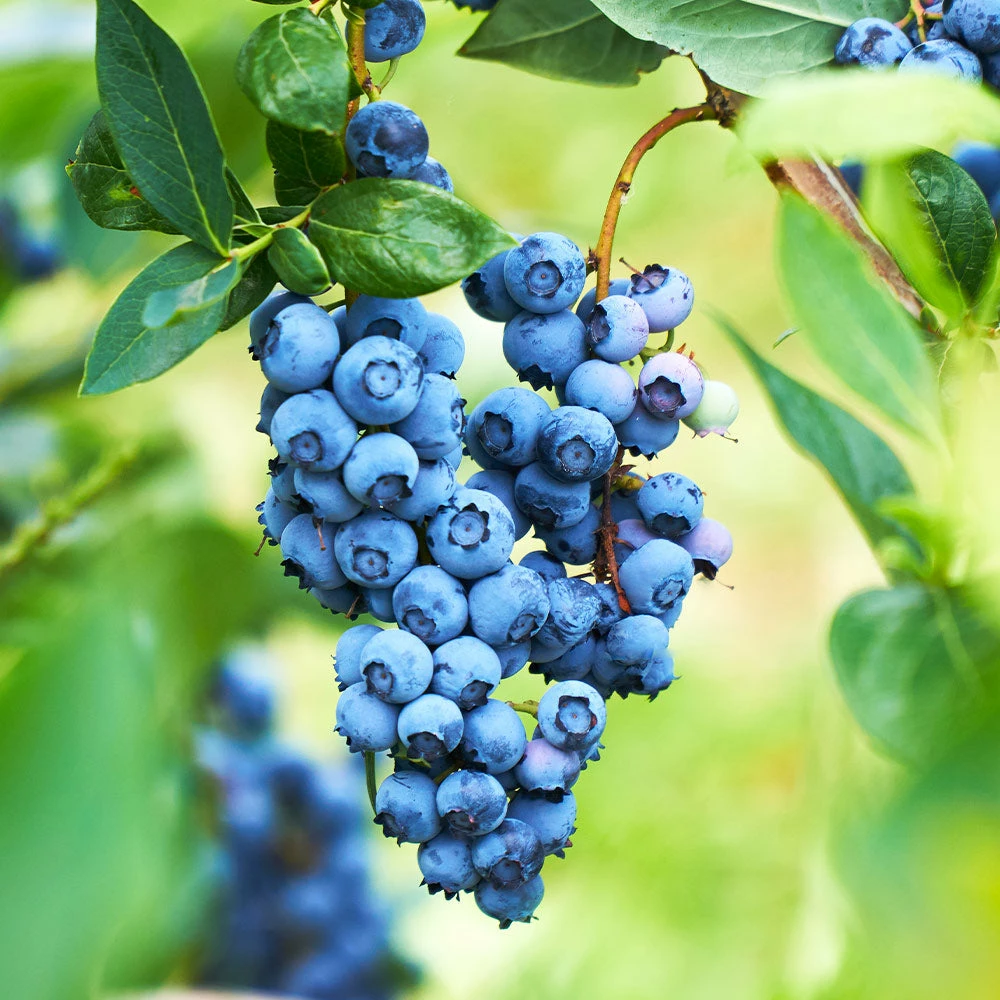Fast Growing Trees Blueberry Bushes Powderblue Blueberry - USDA Organic 4 Fast Growing Trees Blueberry Bushes Powderblue Blueberry - USDA Organic