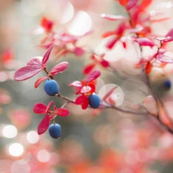 Fast Growing Trees Blueberry Bushes Powderblue Blueberry