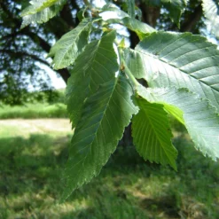 Fast Growing Trees Elm Trees Prairie Expedition® Elm Tree