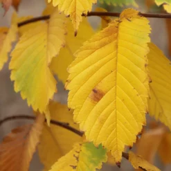 Fast Growing Trees Elm Trees Prairie Expedition® Elm Tree